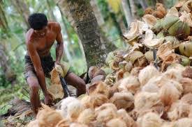 Petani kelapa di Inhil kian sulit penghasilannya akibat harga yang turun (foto/ilustrasi)