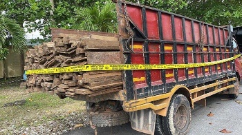 Polres Bengkalis mengamankan dua orang yang diduga ilegal logging di Bukit Sembilan (foto/int)