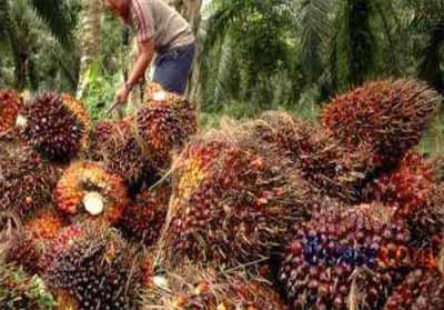  Harga  Sawit  Riau Turun Rp102 26 per  Kg 