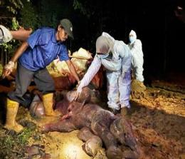 Bayi gajah yang dikeluarkan dari perut gajah betina yang mati.