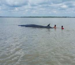 Proses evakuasi ikan paus kembali ke tengah laut oleh 2 nelayan di perairan Panipahan, Rohil.(foto: mcr)