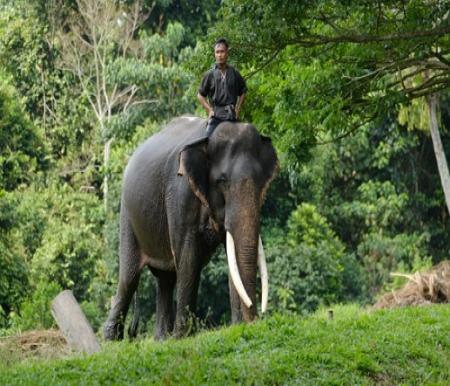 Gajah Sumatra yang merupakan satwa endemik, menjadi fokus sasaran program TJSL PT PHR WK Rokan untuk membantu BBKSDA.(foto: istimewa)