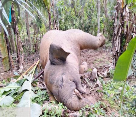 BKSDA sudah olah TKP dan cek bangkai gajah mati tersengat listrik di kawasan transmigrasi Panton Limeng, Aceh (foto/int)