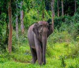 Gajah sumatra. (Ist)
