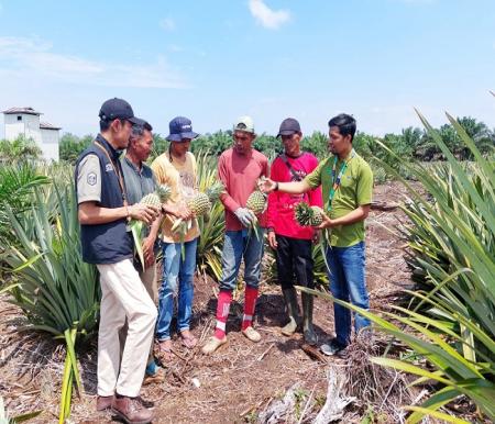 Petani dampingan CD RAPP yang tergabung dalam kelompok tani Harapan Jaya tengan berdiskusi dengan tim CD RAPP di kebun nanas milik salah satu petani dampingan di desa Kuala Panduk.