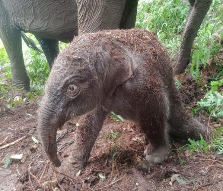 Bayi keempat dari induk gajah bernama Lisa di TNTN (foto/bayu)