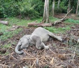 Anak gajah berusia dua tahun mati di Unit Konservasi Gajah TWA Buluh Cina, Kampar (foto/Bayu)
