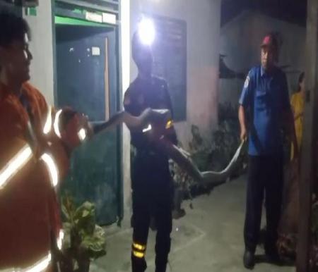Petugas Damkar evakuasi ular di salah satu rumah masyarakat di Jalan Ahmad Yani, Kisaran Timur (foto/detik)