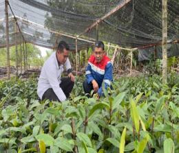 PT KPI RU Sei Pakning telah menginisiasi program pengelolaan lahan gambut salahsatunya dibidang pertanian.(foto: bambang/halloriau.com)