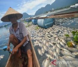 Ikan keramba jaring mati di Danau Maninjau, Sumatera Cuaca (foto/Antara)