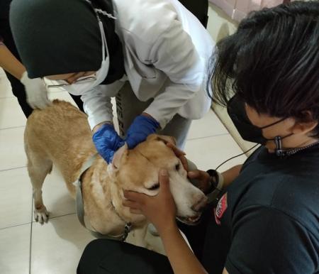 Pelaksanaan vaksinasi di UPT Laboratorium Veteriner dan Klinik Hewan, Dinas Peternakan dan Kesehatan Hewan Riau