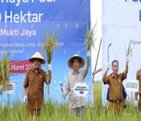 Kepala KPw BI Riau, Panji Achmad saat panen raya padi di Rohil.(foto: istimewa)