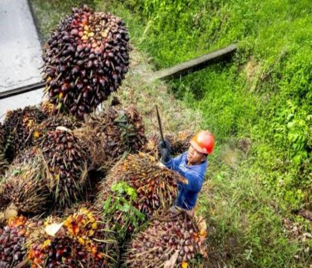 Ilustrasi harga sawit di Riau naik tipis (foto/int)