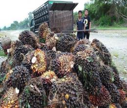 Ilustrasi harga kelapa sawit di Riau malah turun (foto/int)