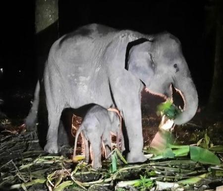 Foto: Anak gajah betina lahir (Dok BBKSDA Riau).