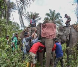 Balai BKSDA Riau tiga gajah liar dipasangi GPS Collar (foto/int)