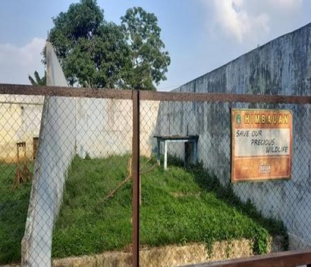 Harimau Sumatera di Medan Zoo sakit dan mati (foto/detik)