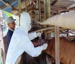 Tim Satgas PMK Dumai menyuntikkan vaksin PMK untuk hewan ternak.(foto: bambang/halloriau.com)