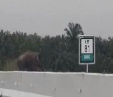 Tangkapan video gajah getar melintas di KM 81 Tol Pekanbaru-Dumai.(foto: detik.com)