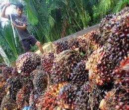 Harga TBS sawit di Provinsi Riau turun kembali (foto/int)