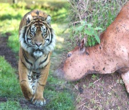 Ilustrasi harimau terkam ternak warga di Sumbar (foto/int)