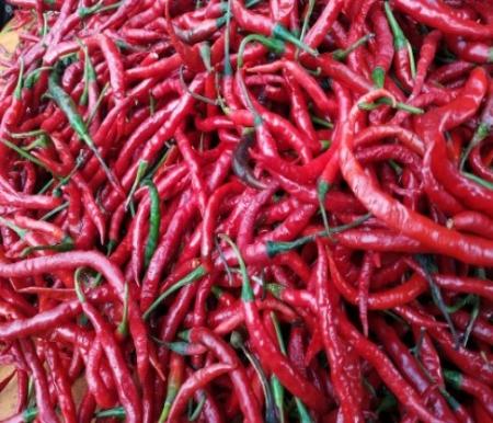 Harga cabai merah keriting di Kota Pekanbaru terjun bebas (foto/ist)