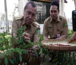 Gubri Syamsuar bersama Kepala Diskominfotik Riau, Erisman panen cabai (foto/int)