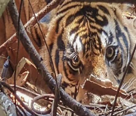 Ilustrasi harimau Sumatera menyerang warga Lampung Barat di kebun (foto/int)
