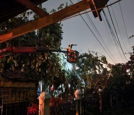 Pohon Tumbang timpa kabel listrik di Jalan Sialang Bungkuk Pekanbaru akibat cuaca ekstrim.(foto: mcr)