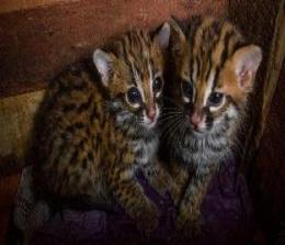 Dua ekor anak kucing hutan diserahkan warga ke BBKSDA Riau (foto/Antara)