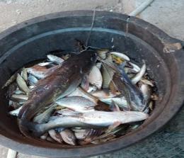 Ikan mati di Sungai Batang Sosah Rokan Hulu.