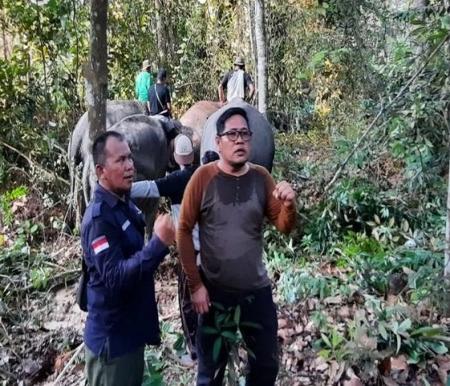 Foto: Proses evakuasi gajah liar yang masuk ke perkampungan warga di Pelalawan, oleh Balai BKSDA Riau (Dok Balai BKSDA Riau)