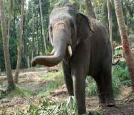 Ilustrasi gajah Sumatera serang warga di Dusun Tuo, Kecamatan Pangkalan Kuras (foto/int)