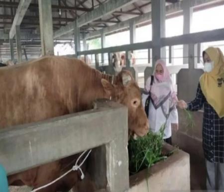 Ilustrasi Pemprov Riau cari kandidat sapi kurban (foto/Antara)