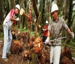 Ilustrasi petani Riau sedang panen sawit (foto/int)