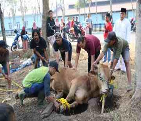 Ilustrasi puluhan sapi kurban sudah terkumpul berasal dari ASN Pemko Pekanbaru (foto/int)