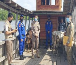 Balai Karantina Pertanian Hewan dan Tumbuh-tumbuhan Wilayah Kerja (Wilker) Selatpanjang bersama Polres Kepulauan Meranti lakukan tindakan penolakan terhadap 5 ekor sapi asal Kabupaten Siak 