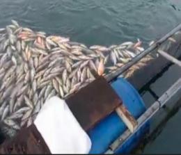 Ratusan ikan mati di keramba PLTA Koto Panjang (foto/int)