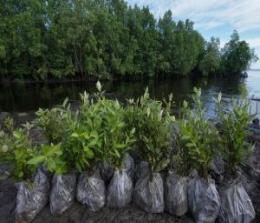 Rehabilitasi mangrove di Riau