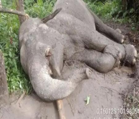 Rahman, gajah latih ditemukan mati di Taman Nasional Tesso Nilo (foto/dok TNTN)