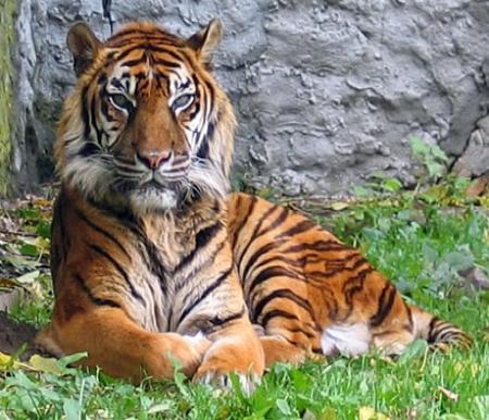 ilustrasi: Harimau Sumatra