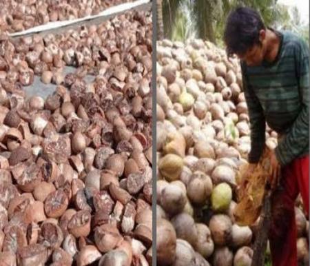 Ilustrasi pinang dan kelapa di Riau alami kenaikan harga (foto/int)
