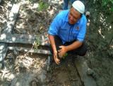  Ketua rombongan Safari Jurnalistik, Satria Utama Batubara ikut menanam bibit mangrove dikawasan Bandar Bakau.
