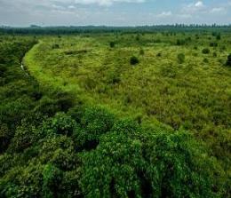 Ilustrasi penyelesaian perkebunan sawit yang masuk kawasan hutan tak ada pidana korupsi (foto/int)