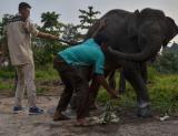Petugas mengobati luka pada kaki anak gajah.