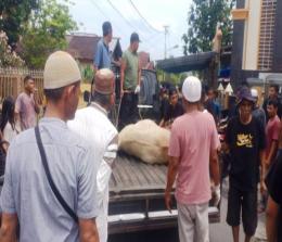 Sapi kurban Masjid Imam Bonjol Pekanbaru yang sempat lepas berhasil ditangkap kembali