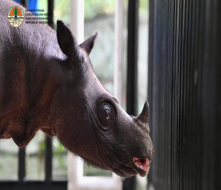 Pengambilan sel telur terhadap salah satu Badak betina Kalimantan, bernama Pahu, yang berada di Santucary Badak Kalimantan (foto/bayu)