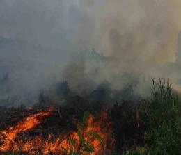 Sejak Awal Tahun 2022, Ada 14,6 Hektare Lahan di Pekanbaru yang Terbakar (foto/int)