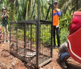 Box Trap yang dipasang BBKSDA Riau di lokasi petani karet tewas diterkam harimau sumatera di Siak.(foto: detikcom)