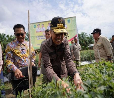 Gubernur Riau (Gubri) Syamsuar melakukan panen raya cabai merah dengan warga Desa Rantau Sakti, Kecamatan Tabusai Utara, Rohul